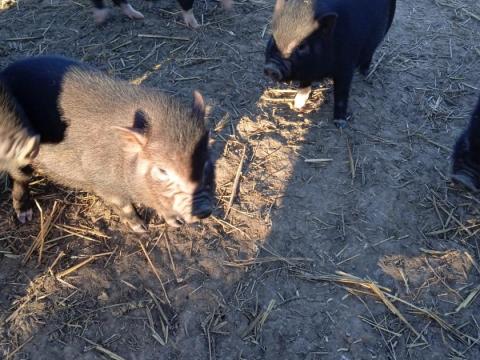 Vietnámi malacok eladók