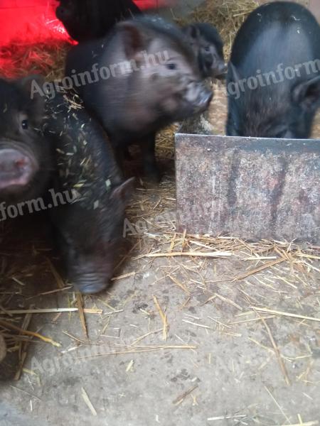 Vietnámi malacok eladók