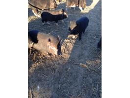 Vietnámi malacok eladók