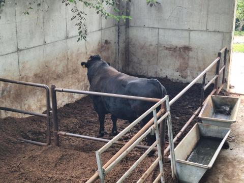 Prémium Wagyu tenyészállat élő szarvasmarha eladó (tenyésztésre)