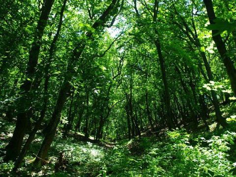 39 Hektár Erdő Eladó