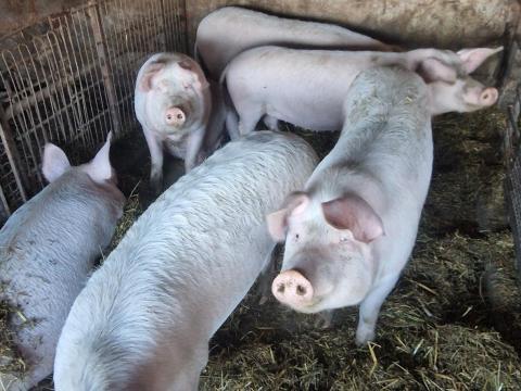 Háztáji Hízók eladók