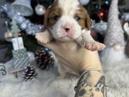 Cavalier King Charles Spániel kutyusok