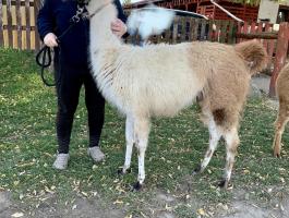 Kézszelíd láma csikó eladó