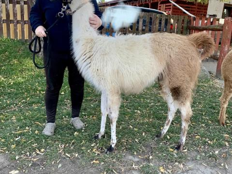 Kézszelíd láma csikó eladó