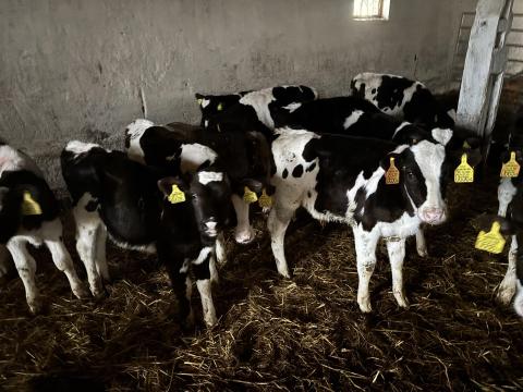 Holstein fríz bika borjak eladók