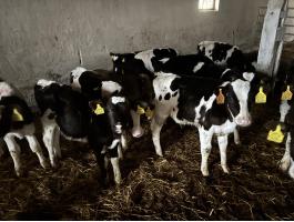 Holstein fríz bika borjak eladók