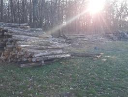 Akác oszlop -Akác rönk