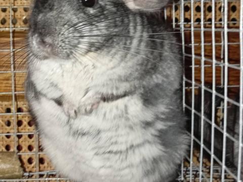 Csincsilla növendék eladó Hajdú-Bihar megye Csincsilla növendék eladó Hajdú-Bihar megye