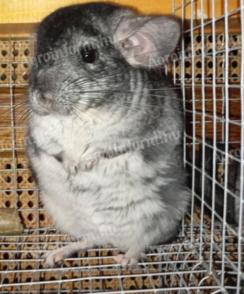 Csincsilla növendék eladó Hajdú-Bihar megye