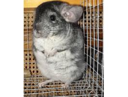 Csincsilla növendék eladó Hajdú-Bihar megye