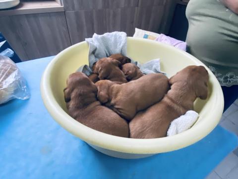 Magyar vizsla fajtatiszta kölykök ingyen elvihetők