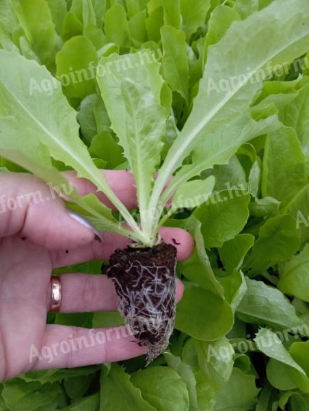 Fejessaláta palánta eladó