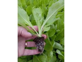 Fejessaláta palánta eladó