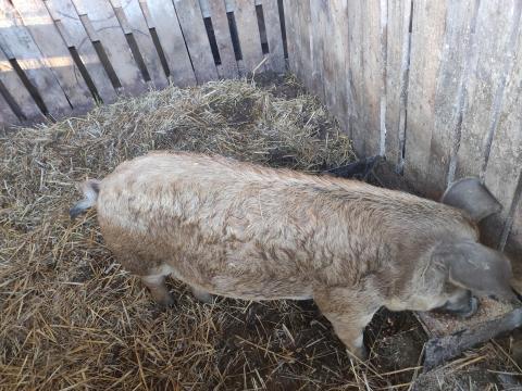Duroc-mangalica hízó eladó