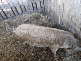 Duroc-mangalica koca eladó