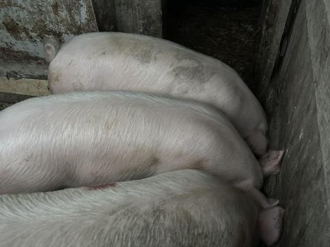 Hízó Eladó Hízó Eladó