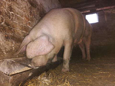 Magyar nagyfehér koca eladó