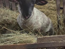 Suffolk bárányok eladók