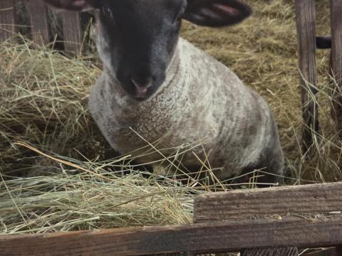 Suffolk bárányok eladók