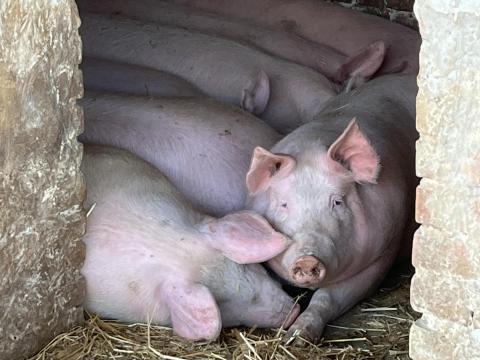 180-220 kg hússertés hízó eladó