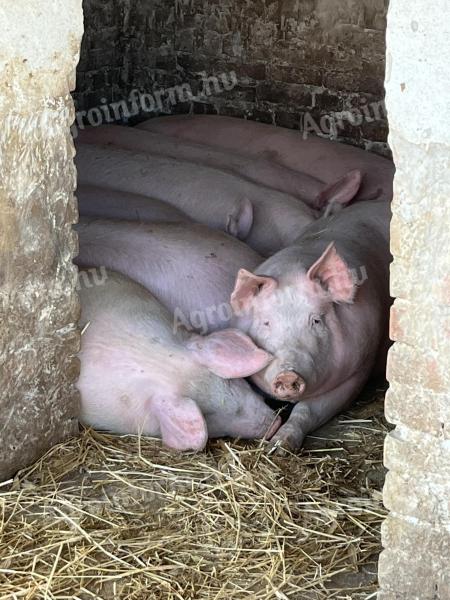 180-220 kg hússertés hízó eladó
