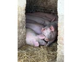 180-220 kg hússertés hízó eladó