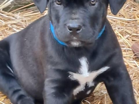 Cane Corso kiskutyák