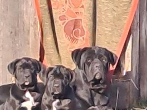 Cane Corso kiskutyák eladók
