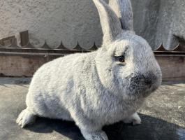 Eladó fajtatiszta nyúl több fajtából Borsod-Emődön