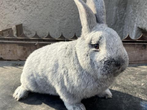 Eladó fajtatiszta nyúl több fajtából Borsod-Emődön Eladó fajtatiszta nyúl több fajtából Borsod-Emődön
