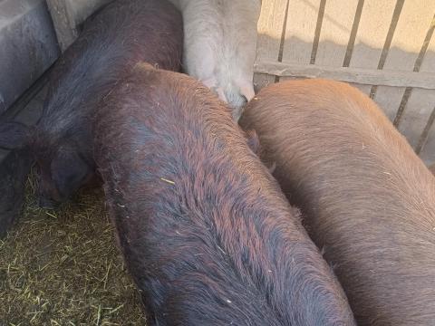 Durok nagysúlyú hízó eladó