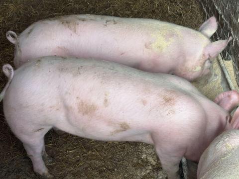 Törzskönyves anyától hízó vagy továbbtartásra tenyészetünkből eladók