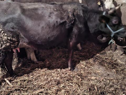 Jersey tehén eladó