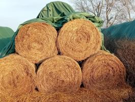 Körbálás lucerna eladó