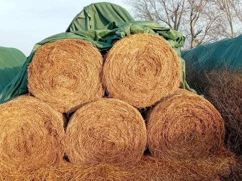 Körbálás lucerna eladó