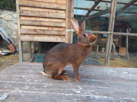 Belga vitás nyulak elérhetők kiváló vérvonalból