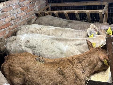 Eladó választott borjak