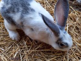 Süldő nyulak eladók