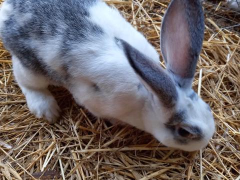 Süldő nyulak eladók Süldő nyulak eladók