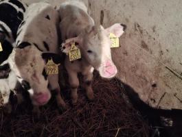 Eladó itatosHf bikák