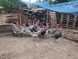 Pulykák eladók Nagykőrösön