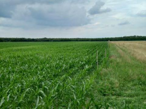 Győrszentiván szántó eladó