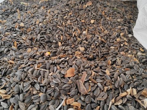 Napraforgó eladó Napraforgó eladó