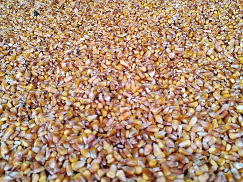 Kukorica eladó Kukorica eladó