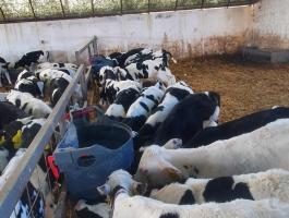 Márciusi választott bikaborjak