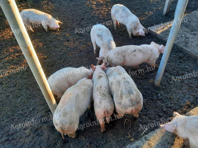 8 hetes választási malacok eladók