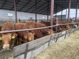 Limousin üszők és bikák eladók