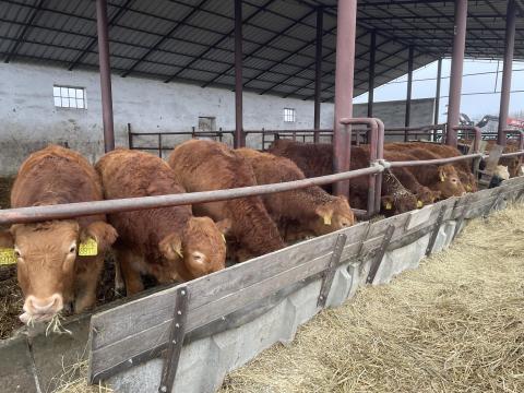 Limousin üszők és bikák eladók
