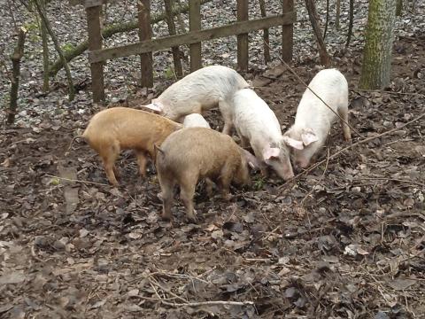 Malacok eladók Malacok eladók